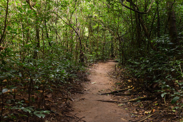 Nature environment walking trail in tropical forest.