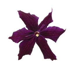 Purple clematis flower and bud