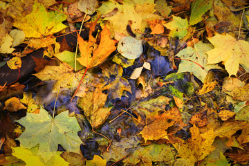 Autumn carpet of leaves of different colors.