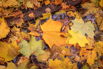 Autumn carpet of leaves of different colors.