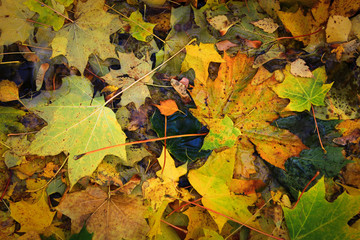 Autumn carpet of leaves of different colors.