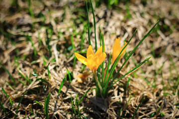 the first days of spring, the first flowers bloomed in a meadow in the park