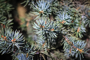 Naklejka na ściany i meble spruce needles dedicated to the sun in the forest