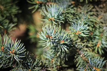 Naklejka na ściany i meble spruce needles dedicated to the sun in the forest