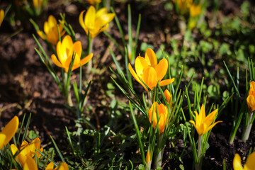 Obraz premium the first spring flowers in the meadow are yellow