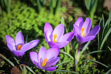 the first days of spring, the first flowers bloomed in a meadow in the park