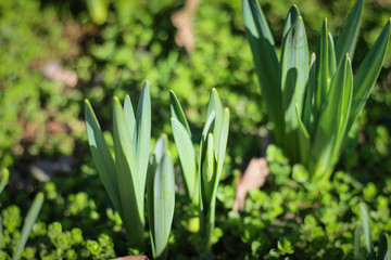 Fototapeta premium the first days of spring, the first flowers bloomed in a meadow in the park