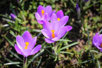 the first days of spring, the first flowers bloomed in a meadow in the park
