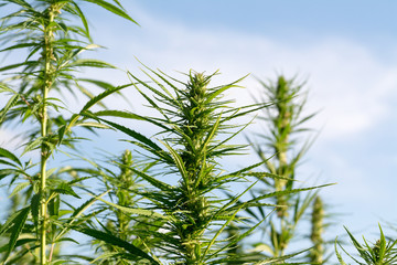 canabis on marijuana field ganja farm sativa leaf weed medical hemp hash plantation cannabis legal or illegal drug