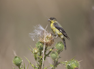 Lesser goldfinch foraging in a field of flowers on a hot summer day in Santa Cruz California.