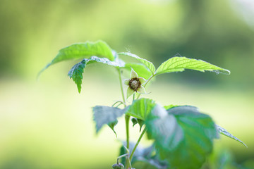first white spring flowers in the grass fresh raspberry bush green leaves which are backlit by the sun on a blurry light background