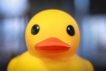 yellow rubber toy duck with orange beak on a blurred background as a symbol of political protest