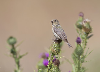 Lesser goldfinch foraging in a field of flowers on a hot summer day in Santa Cruz California.