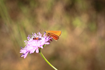 pastel tones on a brown background purple flower with insect’s butterfly bow grass and moths
