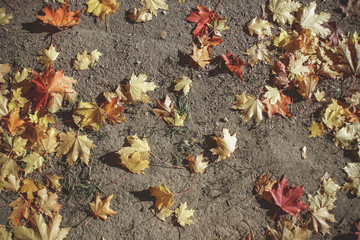 Autumn forest landscape.