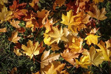 Close up of yellow orange red autumn leaves on green grass.