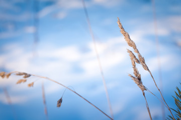 dried branch in a field against a background of white snow backlit by the rays of the bright sun