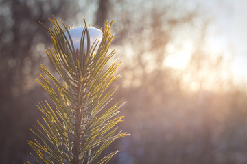 green needles of a fir-tree in hoarfrost from a cap from the first dropped-out snow it is illuminated by beams of the sun
