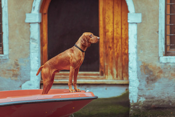 brown vizsla dog at boat bow