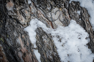texture of a tree in winter covered with snow and ice embossed oak bark
