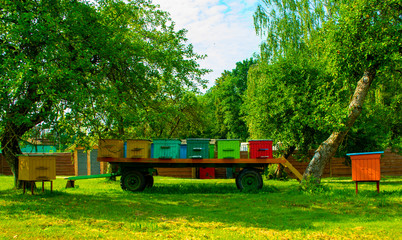 Hives in an apiary with bees flying to the landing boards. Apiculture