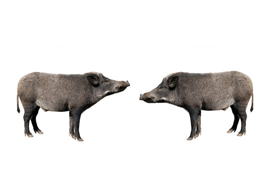 two wild boar isolated on white