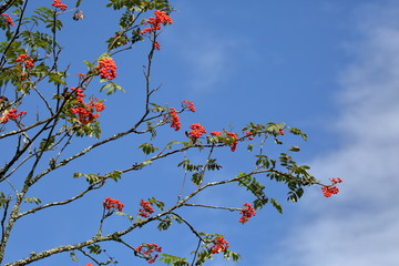 Czerwone dojrzałe owoce jarzębiny na gałęziach na tle czystego niebieskiego nieba