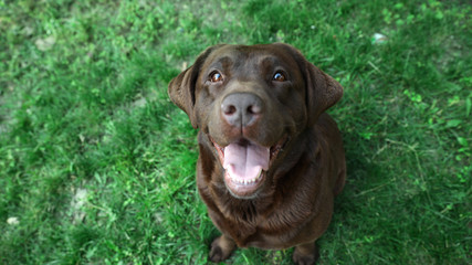 Cute Chocolate Labrador Retriever in green summer park, above view