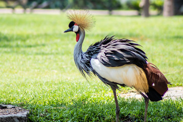 Crowned Crane with its yellow fluffy tuft. In the park in nature. Zoo animals concept.