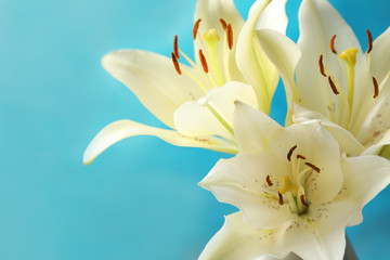 Fototapeta na wymiar Beautiful lilies against blue background, closeup view. Space for text