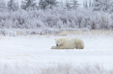 Polar bear in Hudson Bay area of Canada	