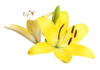 Obraz premium Beautiful fresh yellow lily flowers on white background