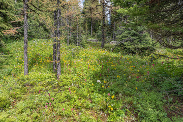 Wildflowers at Sunshine Meadows