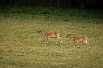 European Fallow Deer (Dama dama) Majestic powerful adult Fallow Deer. © Martin