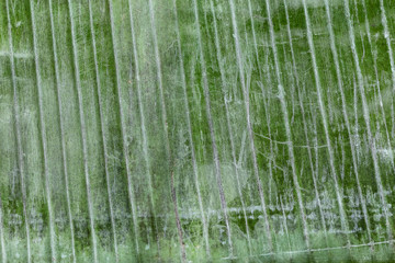 Green Banana Leaf texture background