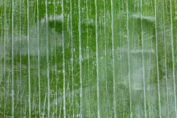 Green Banana Leaf texture background