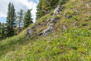 Wildflowers at Sunshine Meadows