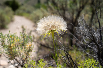 A large puff seed head - Western Salsify (Tragopogon dubius) in the Sawtooth Mountains of Idaho