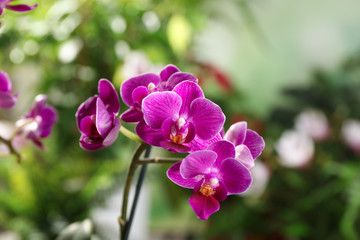 Beautiful blooming orchid on blurred background, closeup view