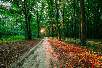 Obraz premium Forest trees. nature green wood sunlight backgrounds..