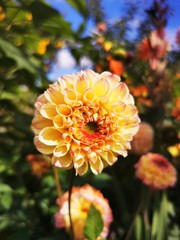 orange flower in the garden