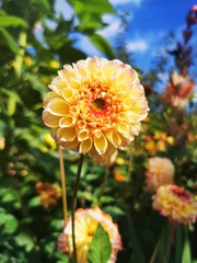 orange flowers in the garden