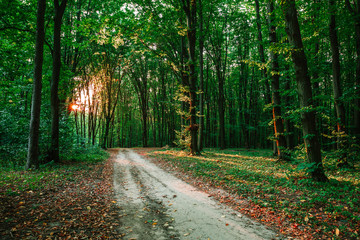 Forest trees. nature green wood sunlight backgrounds..