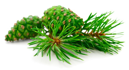 Green pine cone.