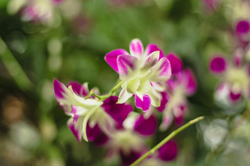 Obraz premium pink and white flower in the garden