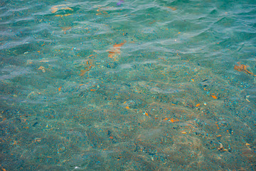 green water with orange fishesgreen water with orange fishes