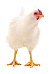 White hen isolated.