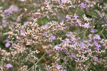 Summer natural macro floral background of perennial Limonium pectin. Field purple flower.