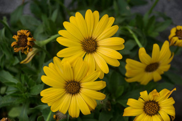 yellow flowers in the garden