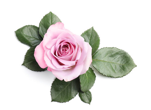 Beautiful blooming rose flower on white background, top view
